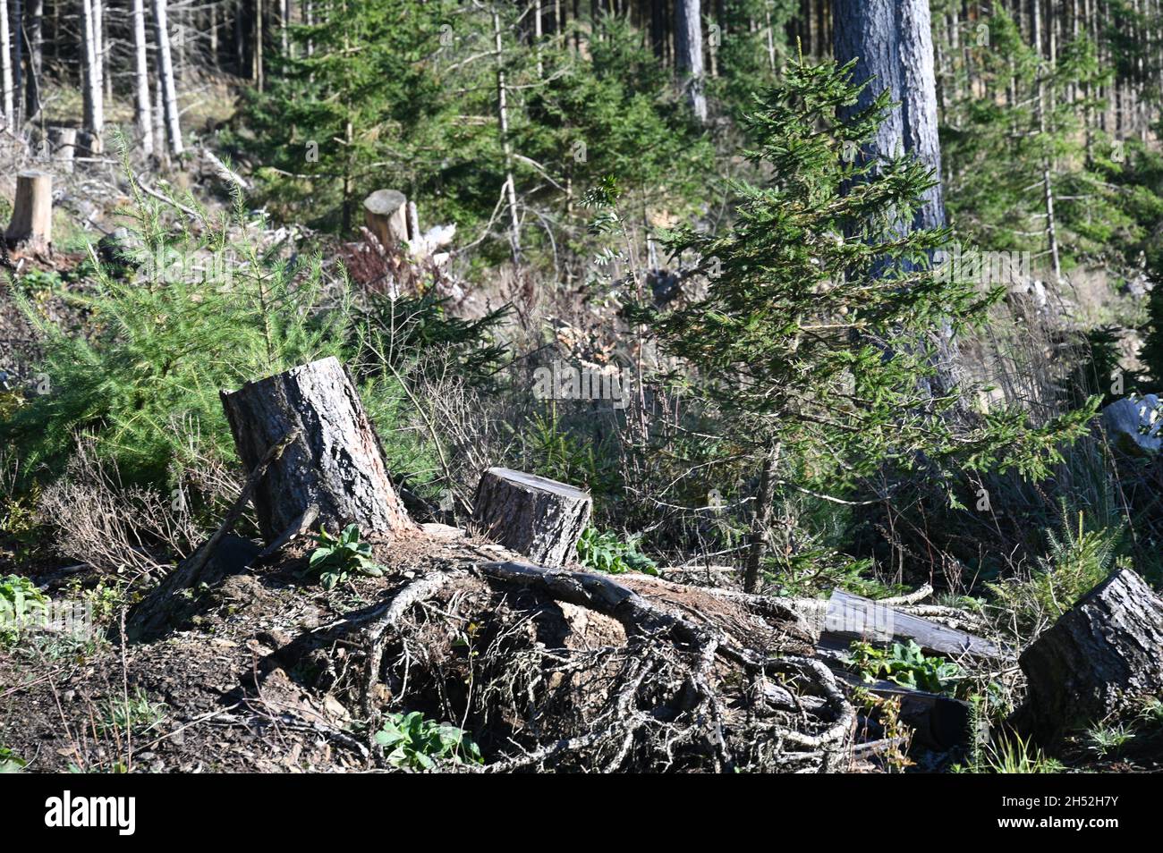 Teilweise gerodet Fichtenmonokultur Stockfoto