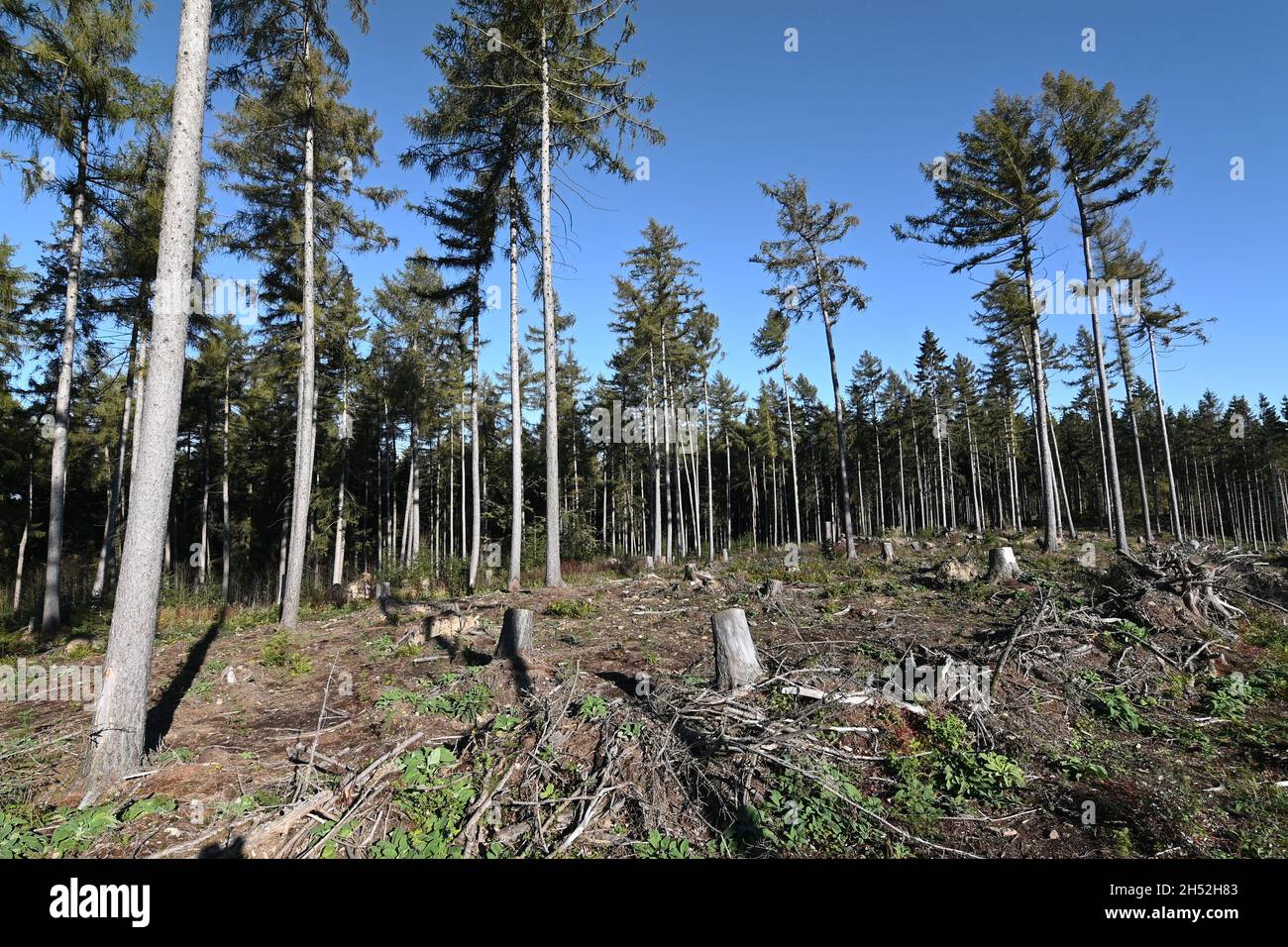 Teilweise gerodet Fichtenmonokultur Stockfoto