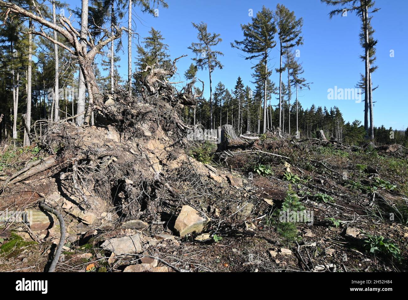 Teilweise gerodet Fichtenmonokultur Stockfoto