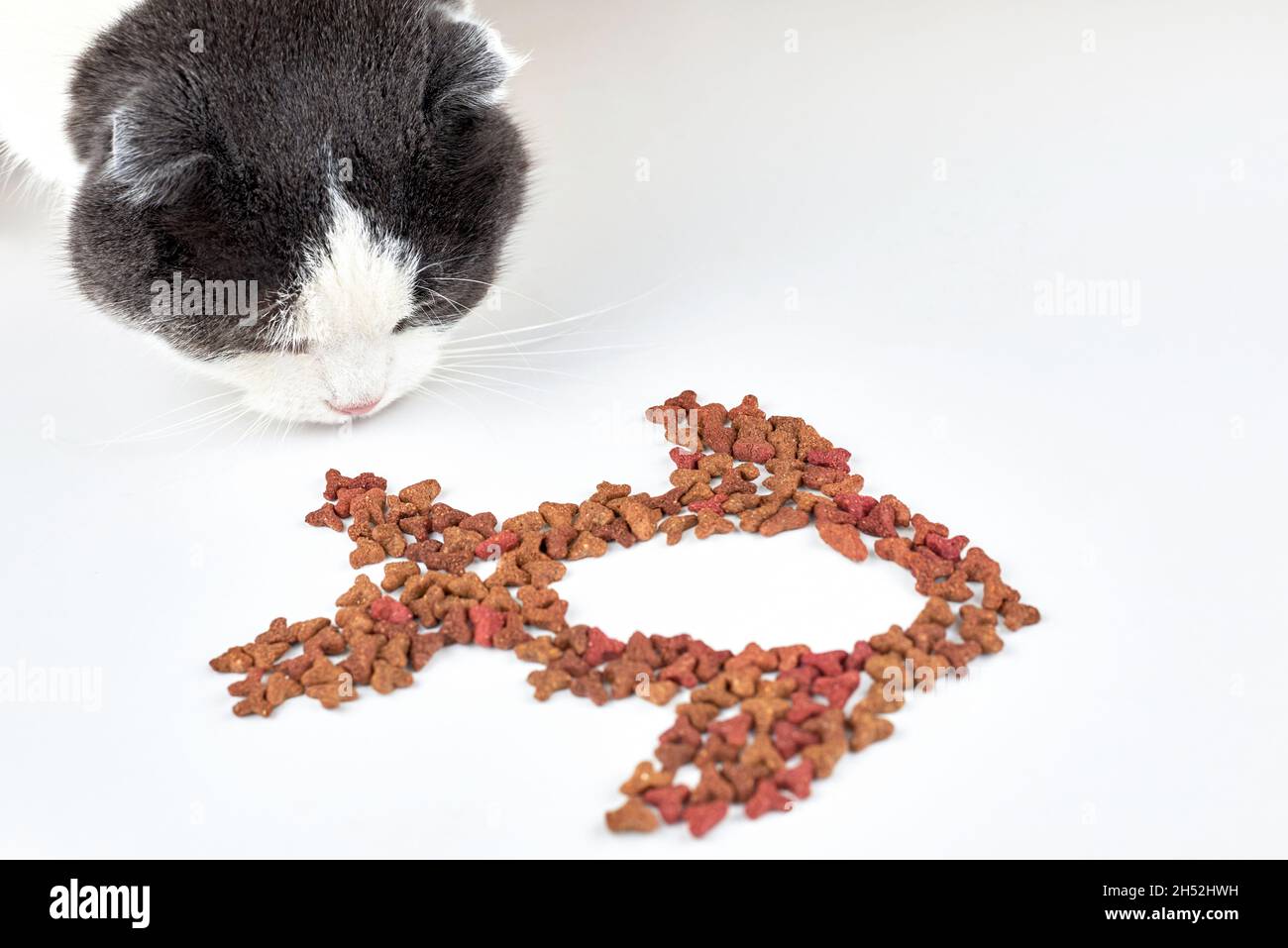 Die Katze schnüffelt Futter in Form eines Fisches auf einem hellen Hintergrund. Stockfoto