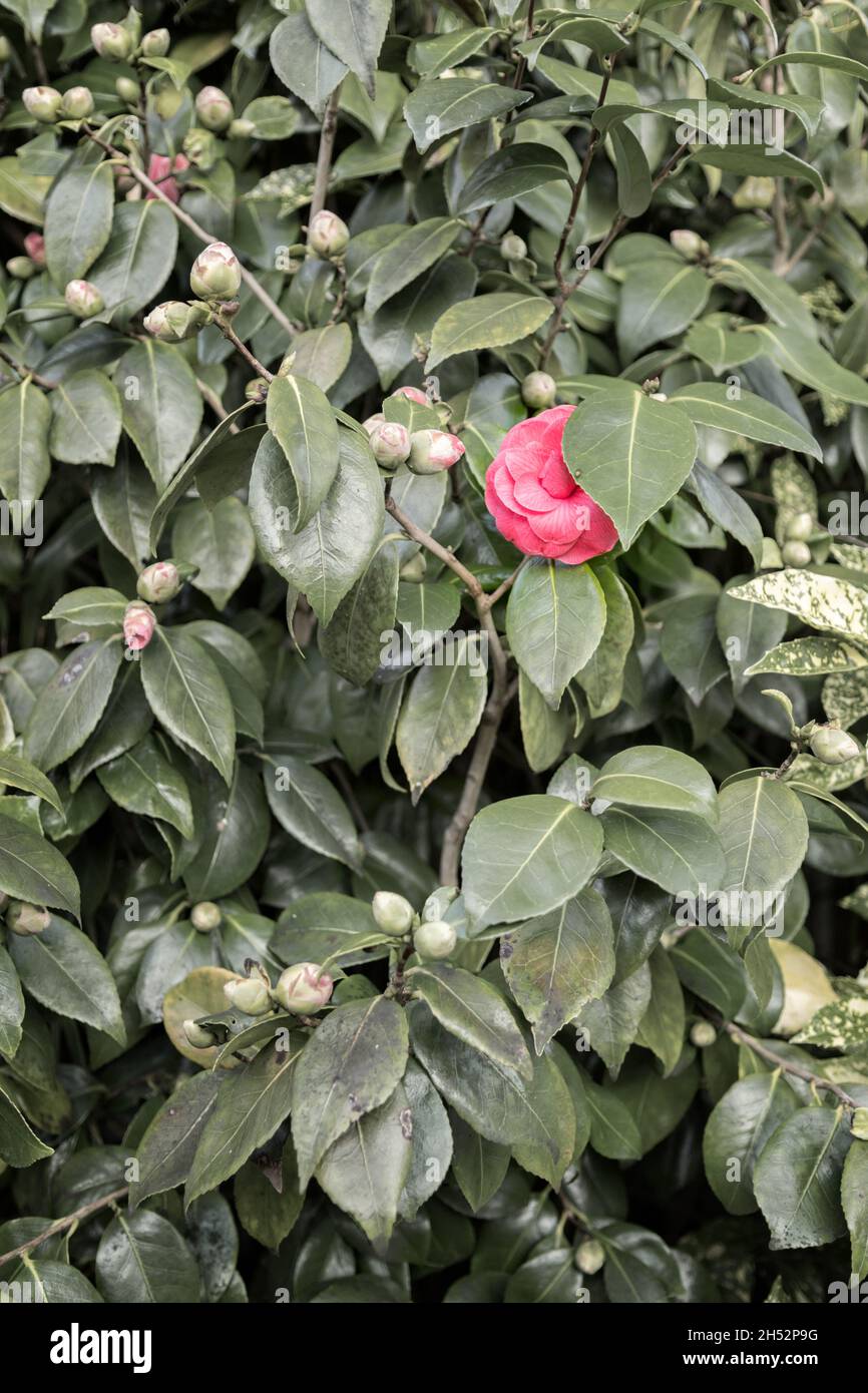 Einzelne blühende Kamelienblüte auf Busch mit grünen Blättern und Blütenknospen. Stockfoto