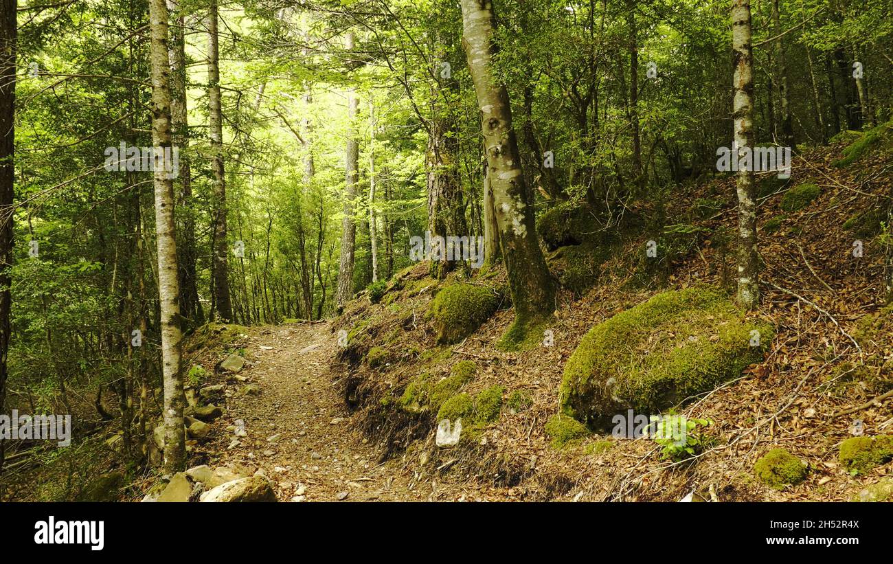 Weg durch uralten Waldwald in den Pyrenäen, Spanien Stockfoto