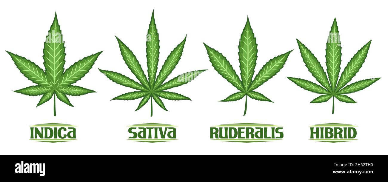 Vektor Cannabis Blätter Set, Sammlung von 4 ausgeschnittenen Illustrationen verschiedene Cannabis Symbole, Banner mit Gruppe diverse Marihuana Blatt, dekorative Let Stock Vektor