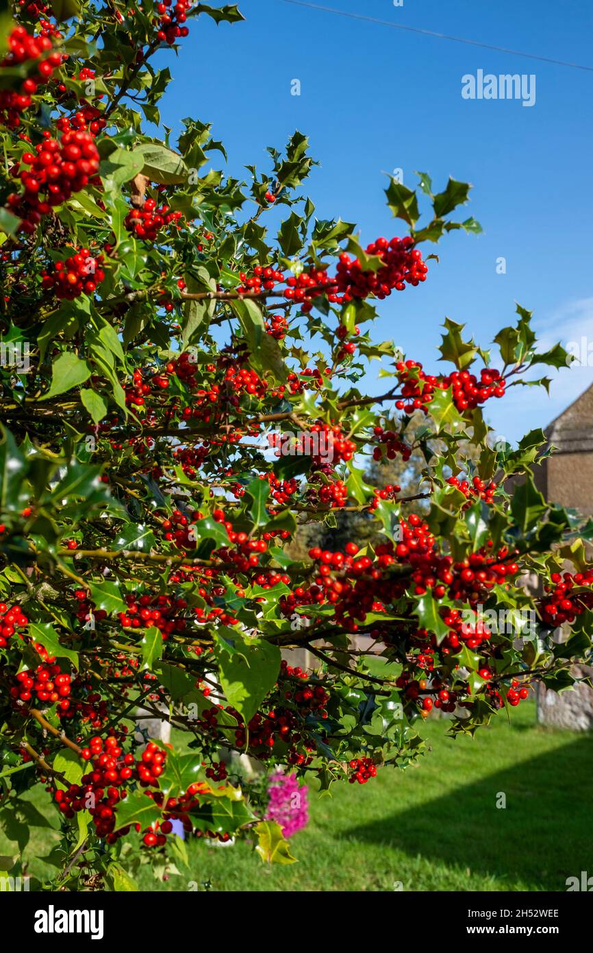 Rote Beeren auf einem Stechbusch Sussex UK Stockfoto