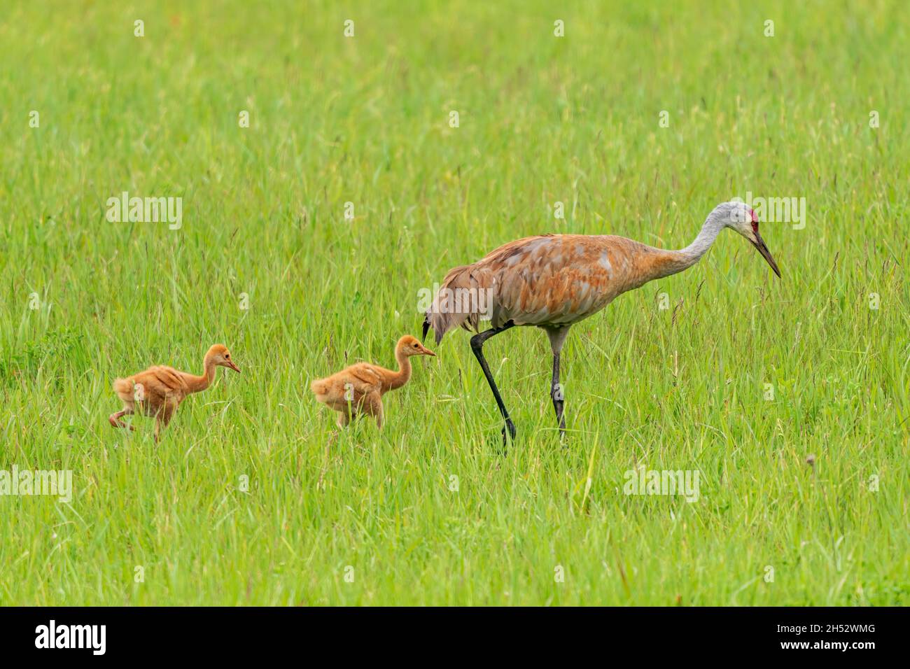 Ich fotografierte diese Sandhill Kranichfamilie auf Washington Island, Door County Wisconsin, die die Beziehung einer Wildtierfamilie zeigt. Stockfoto