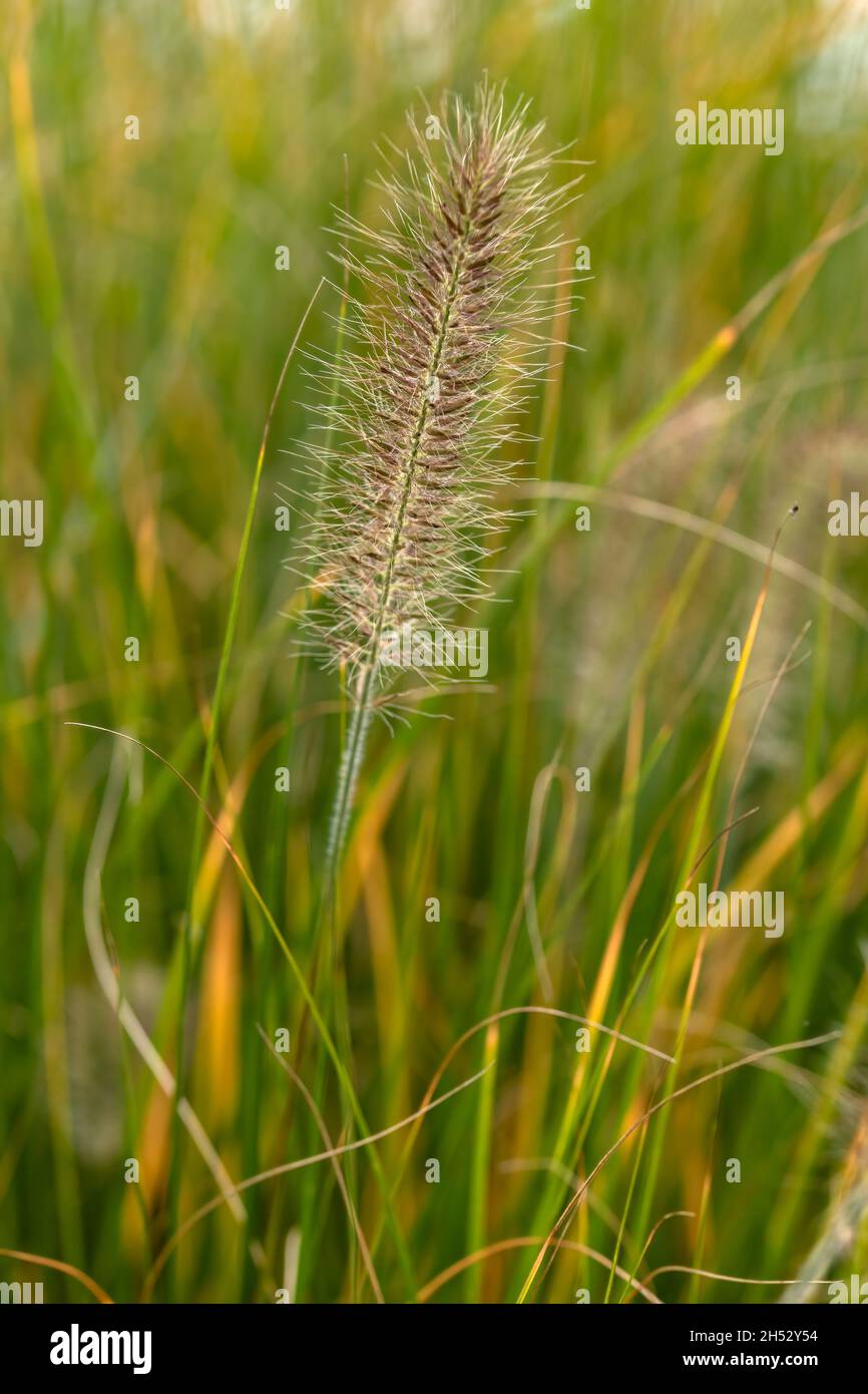 Pennisetum Alopecuroides Hameln Stockfotos und bilder Kaufen Alamy