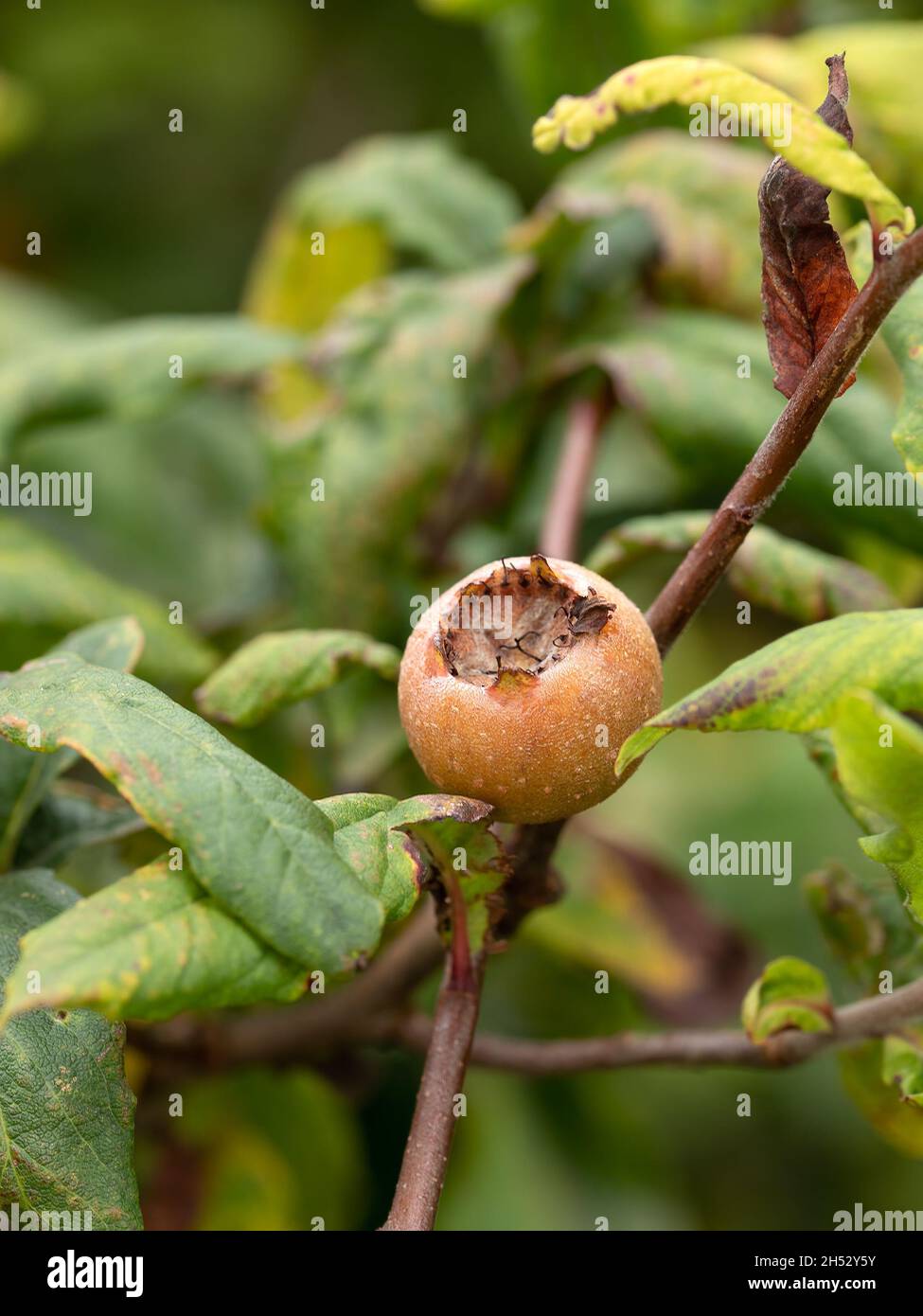 Nahaufnahme von Medlar-Früchten, die im Herbst auf Bäumen in einem Garten wachsen Stockfoto