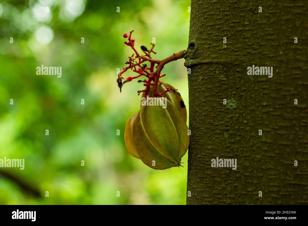 Die leckere Carambola oder Sternfrucht ist auch als Sternfrucht oder 5 Finger bekannt Stockfoto