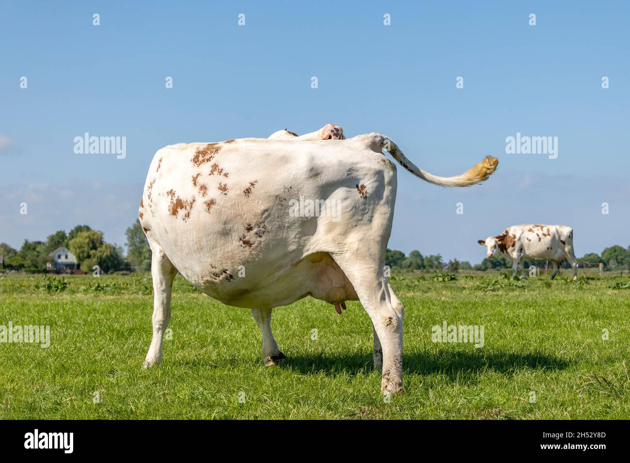 Kuh ohne Kopf, mit einem Juckreiz, flexibel lecken sie auf einer grünen Wiese unter einem blauen Himmel Stockfoto