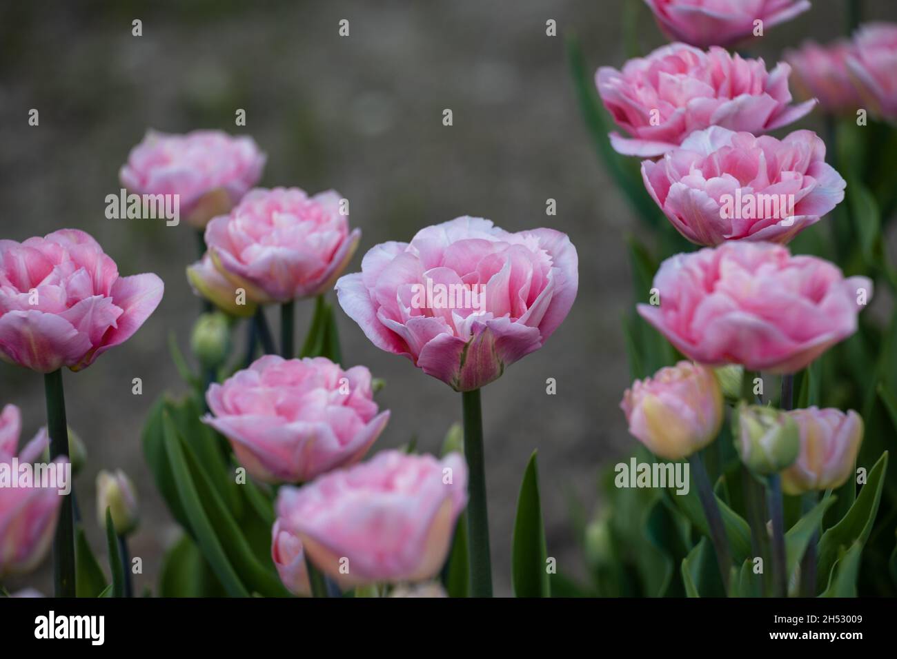 Rosafarbene doppelte Tulpen im Frühlingsgarten. Selektiver Fokus Stockfoto