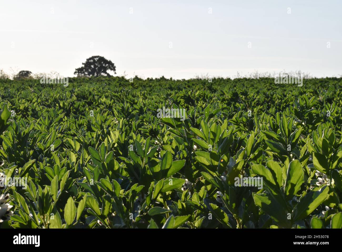Feld der Feldbohnen (Vicia faba) Stockfoto