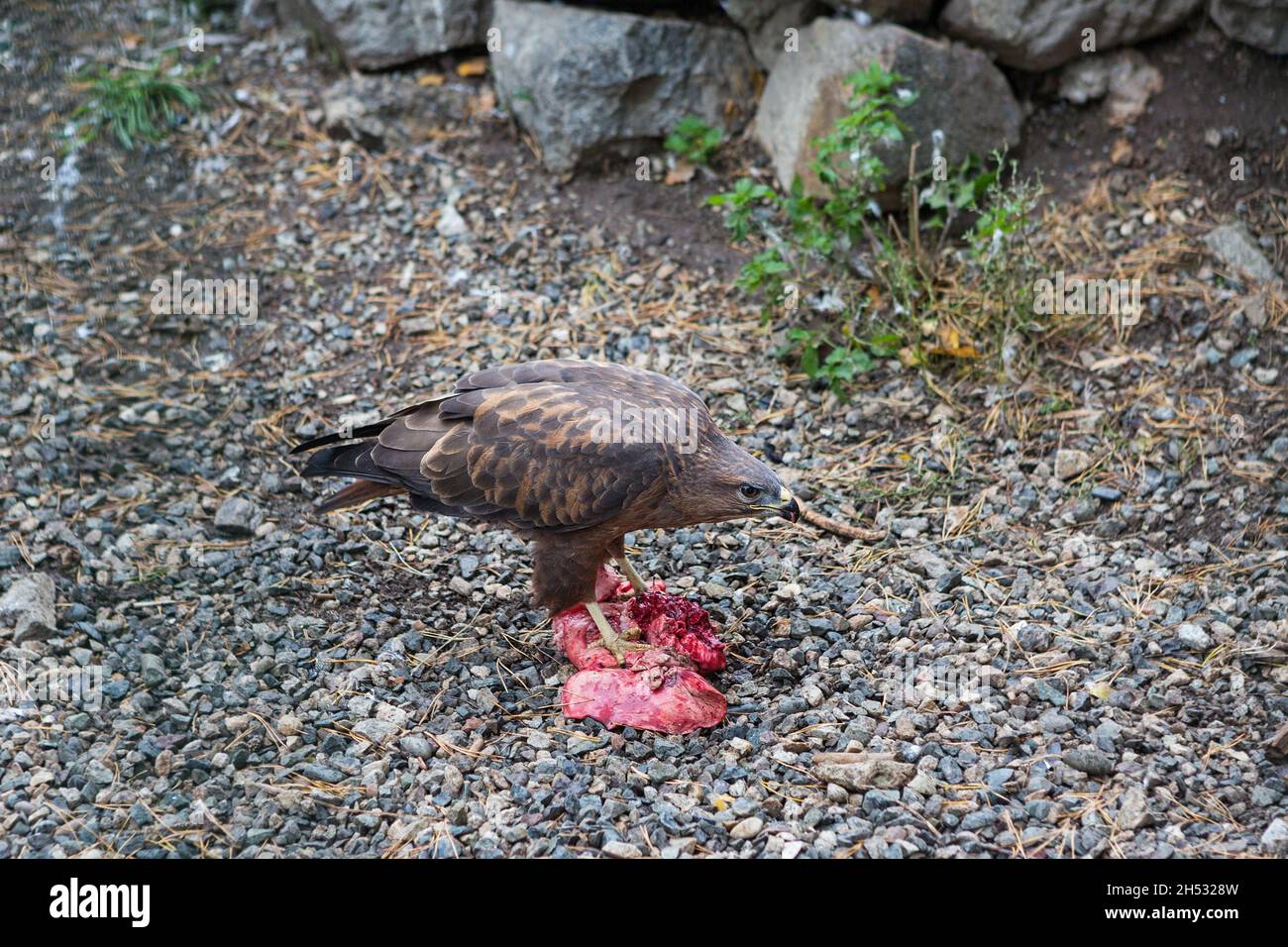 Der Steinadler steht auf einem Stück rohem Fleisch und isst Stockfoto