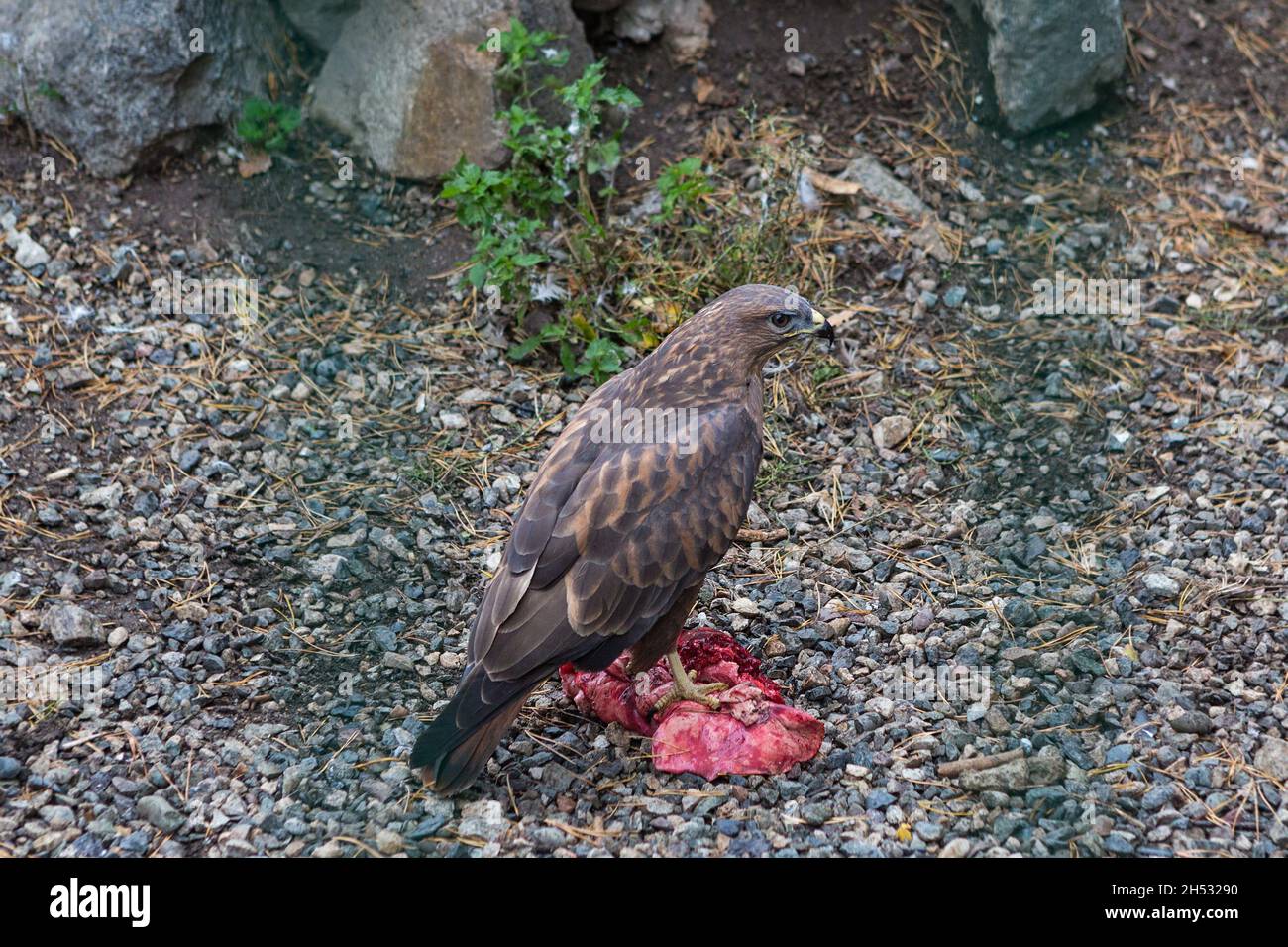 Der Steinadler steht auf einem Stück rohem Fleisch und isst Stockfoto