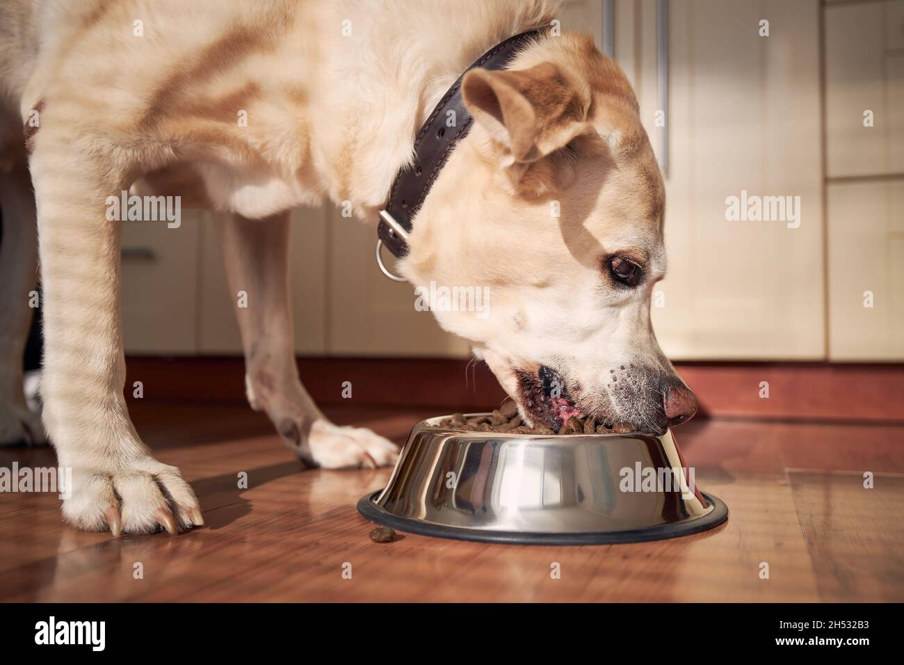 Fütterung von hungriger Hündin. Labrador Retriever isst Granulat aus einer Metallschüssel im Morgenlicht in der heimischen Küche. Stockfoto