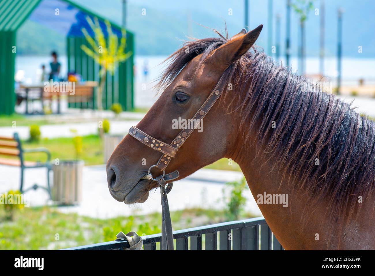 Sehr schönes Gesicht eines Pferdes der Equiden Stockfoto