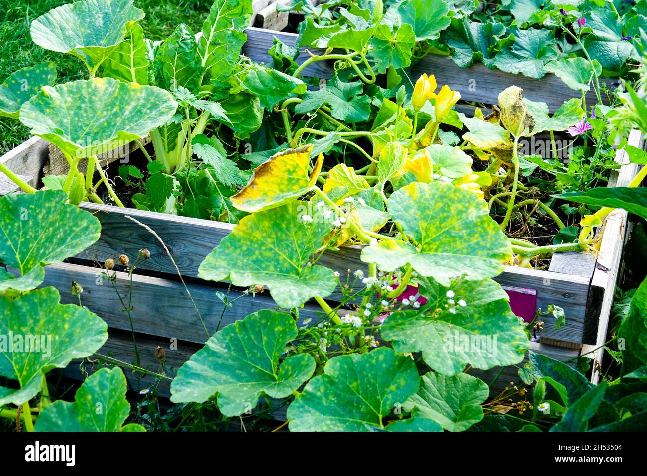 Allot, Garten, Erhöht, Betten, Bett, Anbau, Kleingartengarten, Großgartengarten, Kleingartenbau Stockfoto