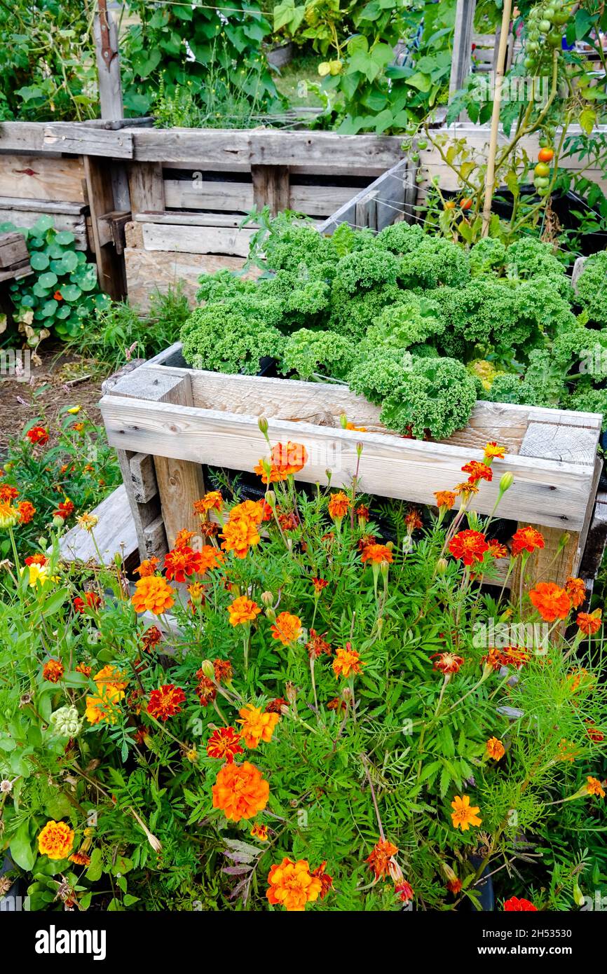 Zuteilung Garten Gemüse Blumen in kleinen Garten Deutschland Hochbett Stockfoto