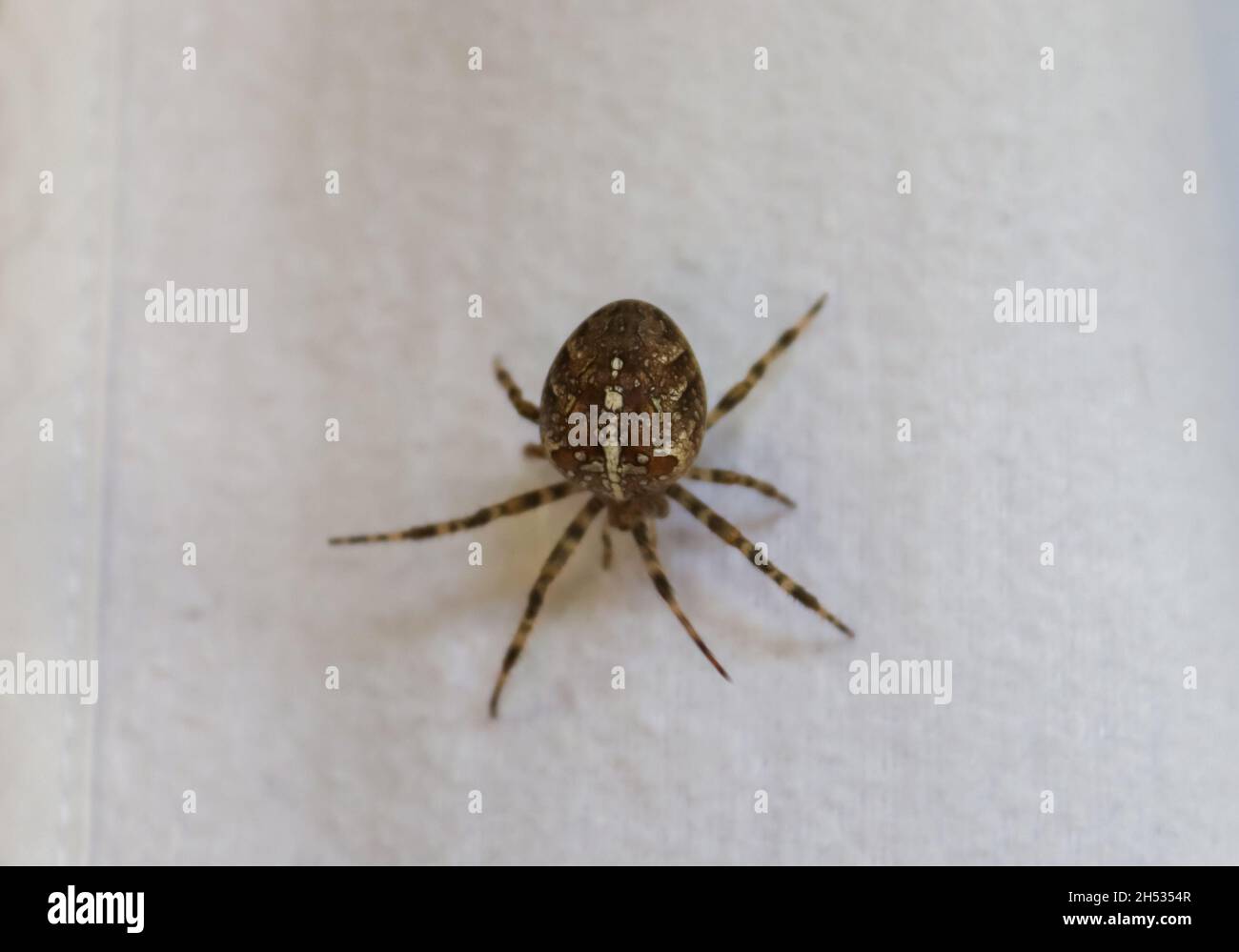 Selektiver Fokus einer großen Spinne, die auf der Kleidung an einer  Wäscheleine läuft Stockfotografie - Alamy
