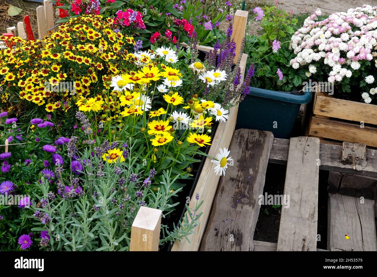 Bunte Blumen wachsen in einem Hochbett, Zuteilung Garten Hochbett Blume Palette Holz Stockfoto