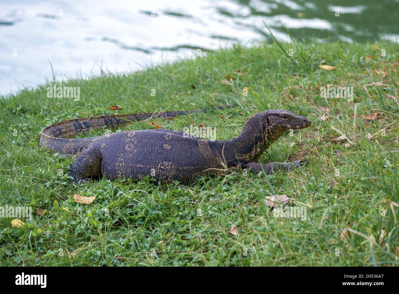 Eine Wasserwachons-Eidechse (Varanus-Salvator) liegt am Ufer eines Stausees in einem Stadtpark. Bangkok Stockfoto
