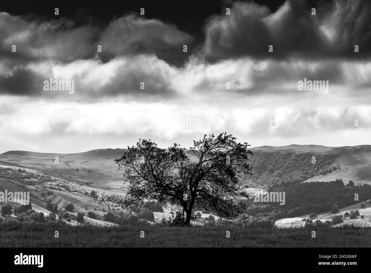 Schwarz-weiß isoliert Baum und Landschaft. Frankreich Stockfoto