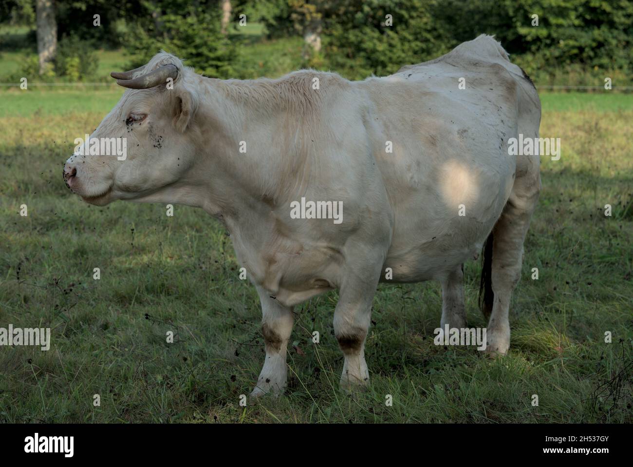 Weiße Charolais-Kuh auf einer Wiese in der Auvergne Stockfoto