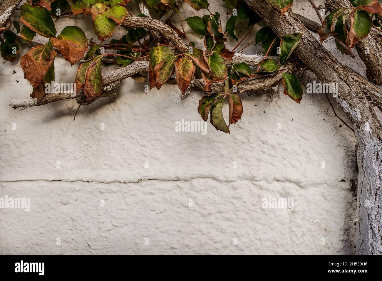 Weiß getünchte Baumstämme, die sich an einer weißen Wand verbiegen und Platz für Text bieten Stockfoto