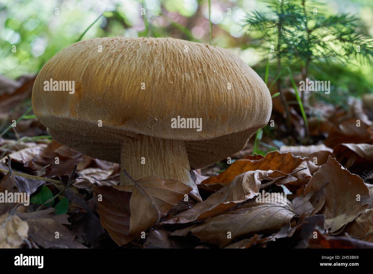 Seltener Pilz Phaeolepiota aurea im Buchenwald. Bekannt als goldenes Bootleg oder goldene Kappe. In den Blättern wächst wilder Pilz. Stockfoto