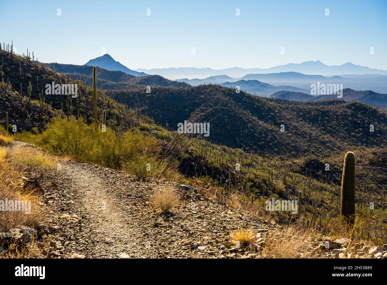 Auf dem Hugh Norris Trail, während der Morgennebel vor den nahe gelegenen Bergen im Saguaro National Park in Arizona verbrnt Stockfoto