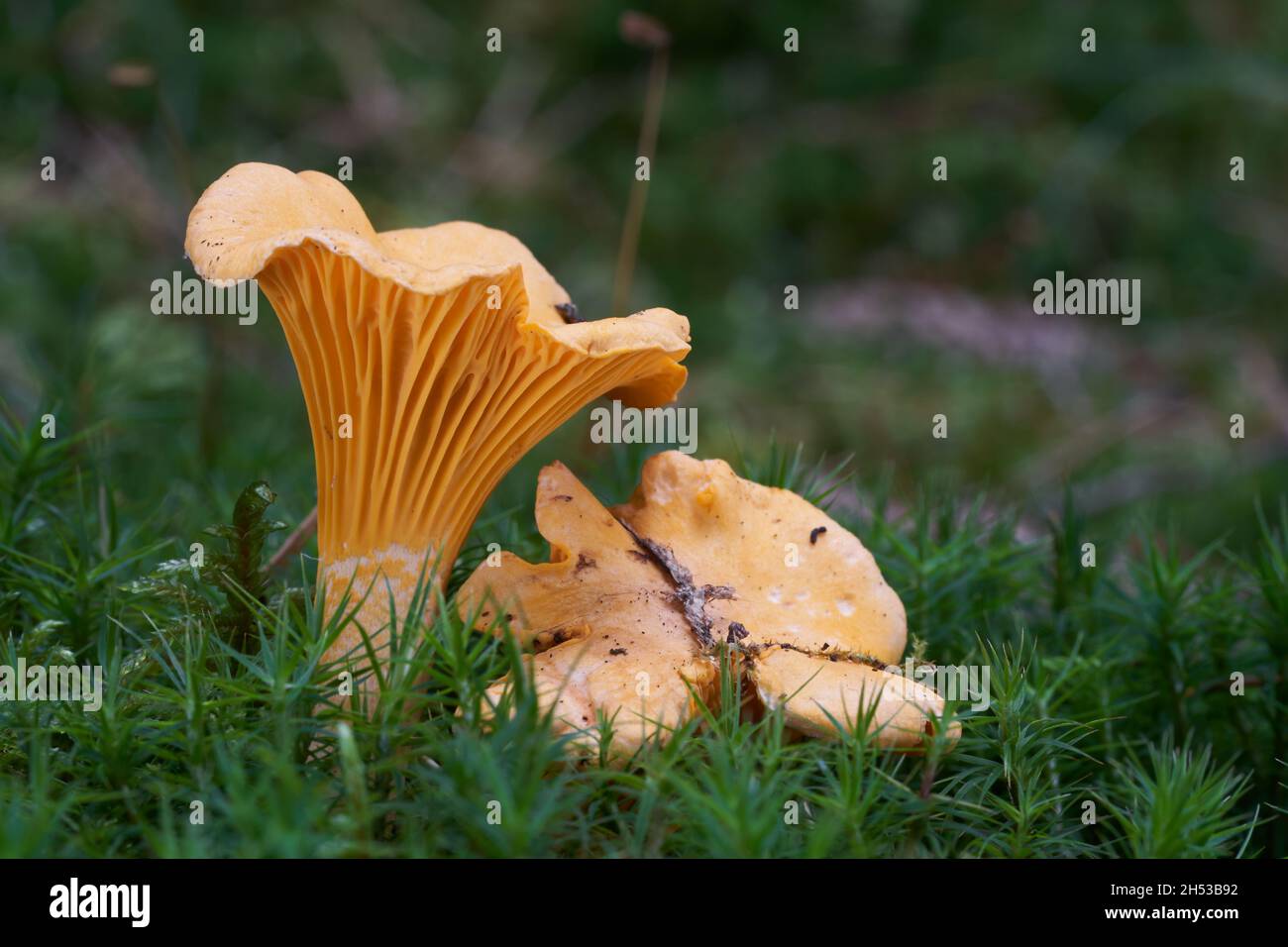 Der essbare Pilz Cantharellus cibarius befindet sich im Fichtenwald. Bekannt als goldene Pfifferlinge. Wilder gelber Pilz wächst im Moos. Stockfoto