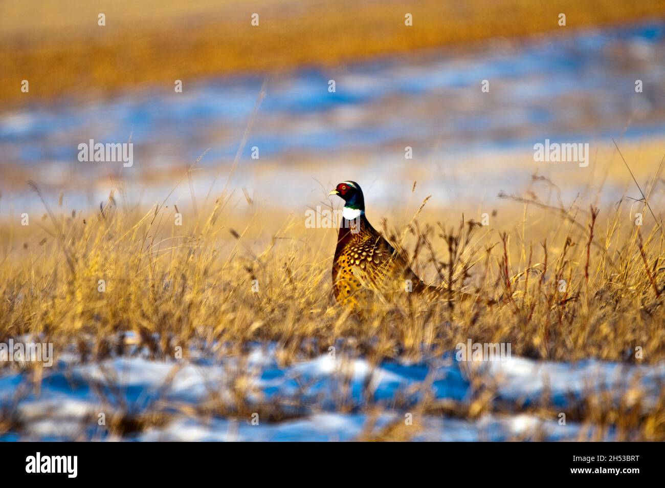 Hahnentang kurz nach Sonnenaufgang nach dem riesigen Schneefall in Iowa Stockfoto