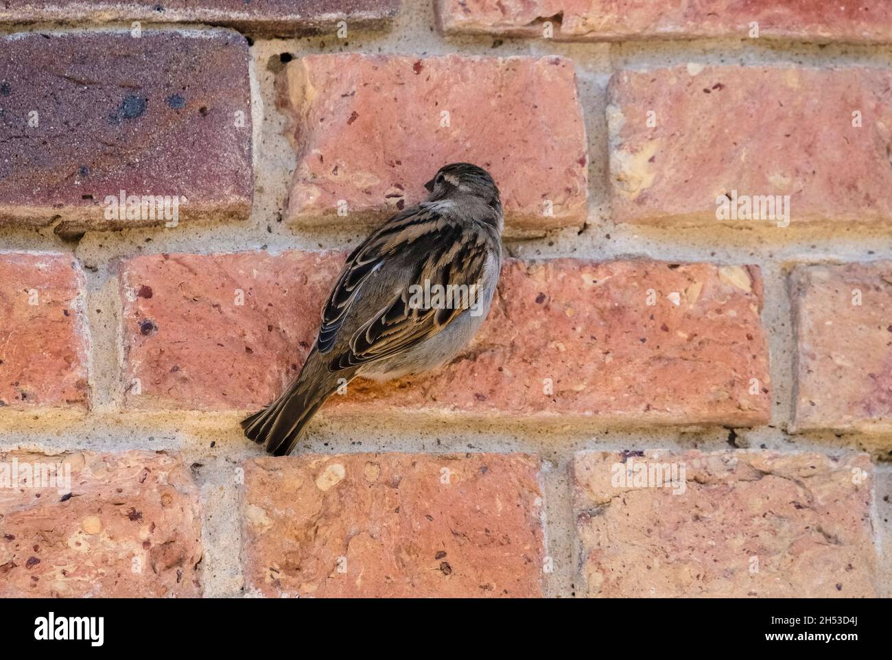 Haussparrow hält an der Hausziegelwand fest (Passer Domestiker) Dorset, England, Großbritannien Stockfoto