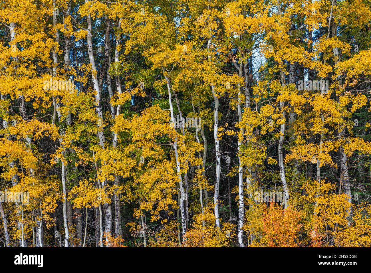Espenbäume in Herbstfärbung im Norden von Manitoba, Kanada. Stockfoto