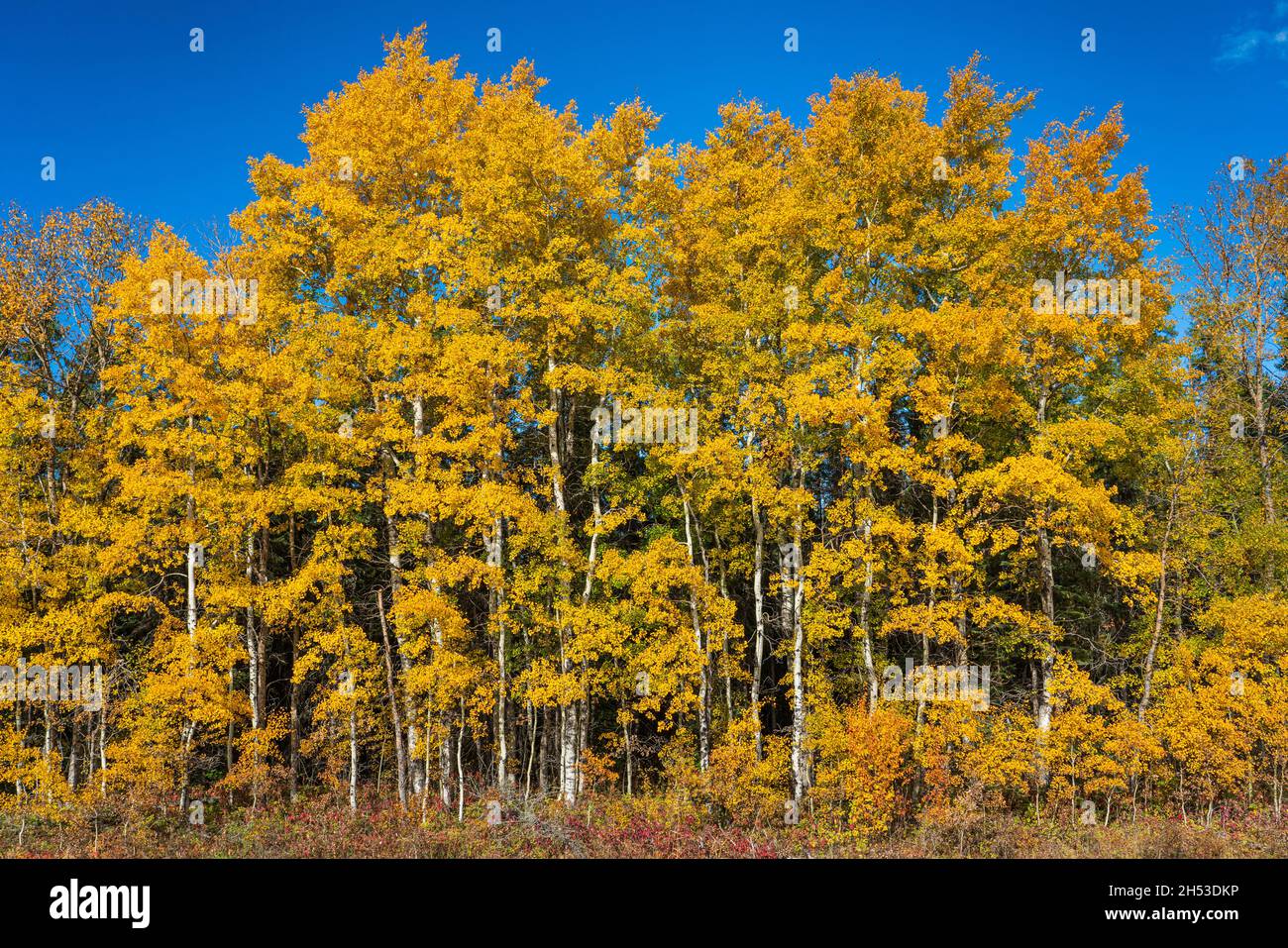 Espenbäume in Herbstfärbung im Norden von Manitoba, Kanada. Stockfoto