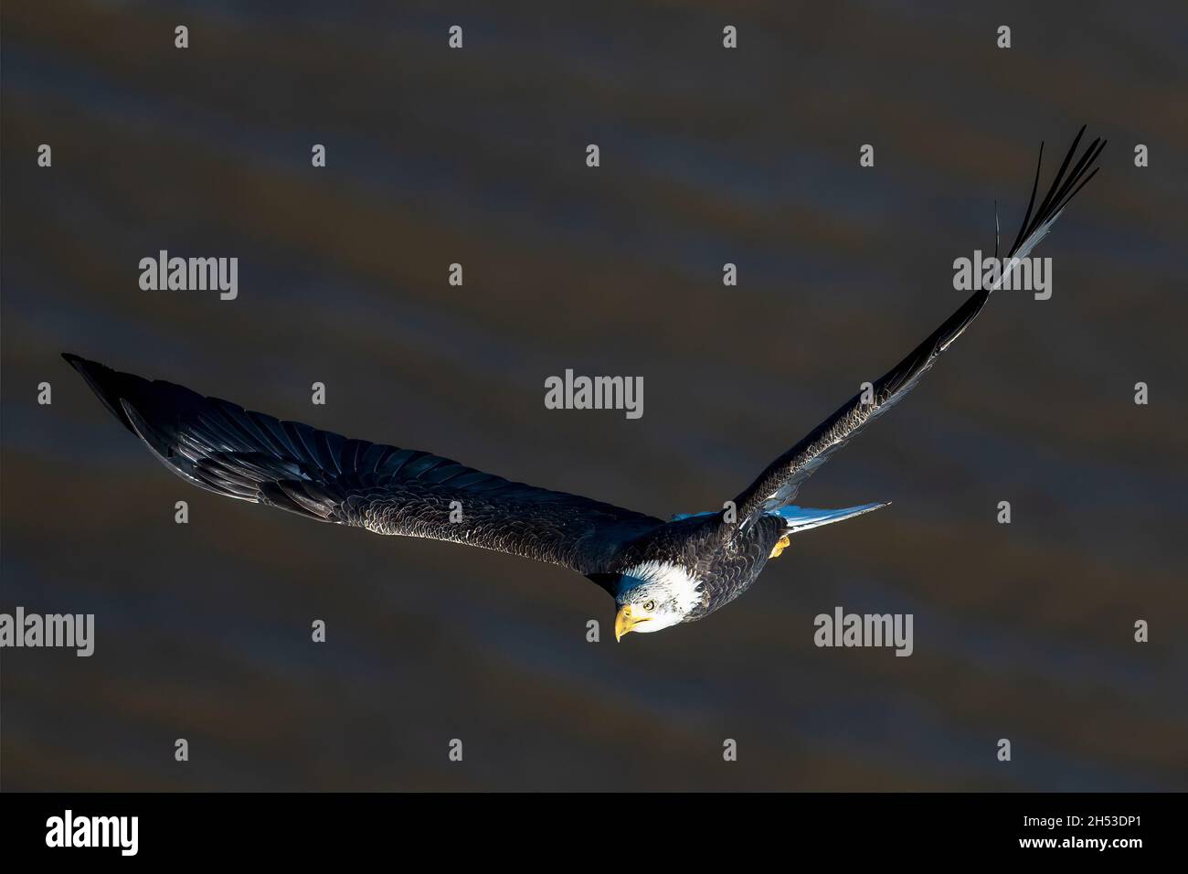 Erwachsene Weißkopfseeadler auf dem Flug im Palisades Interstate Park Stockfoto