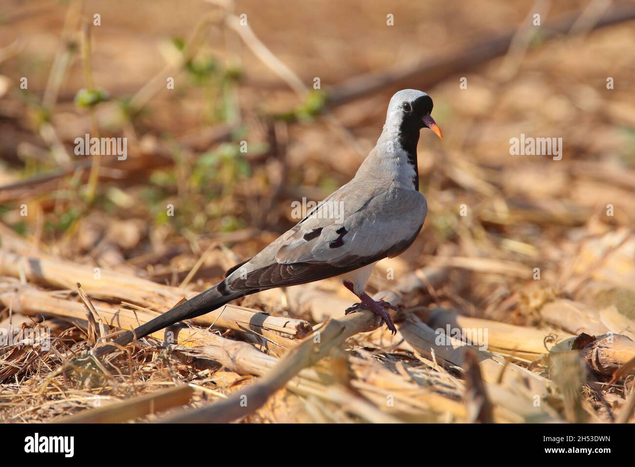 Eine Erwachsene männliche Namaqua-Taube (Oena capensis), die auf dem Boden in Gambia, Westafrika, füttert Stockfoto