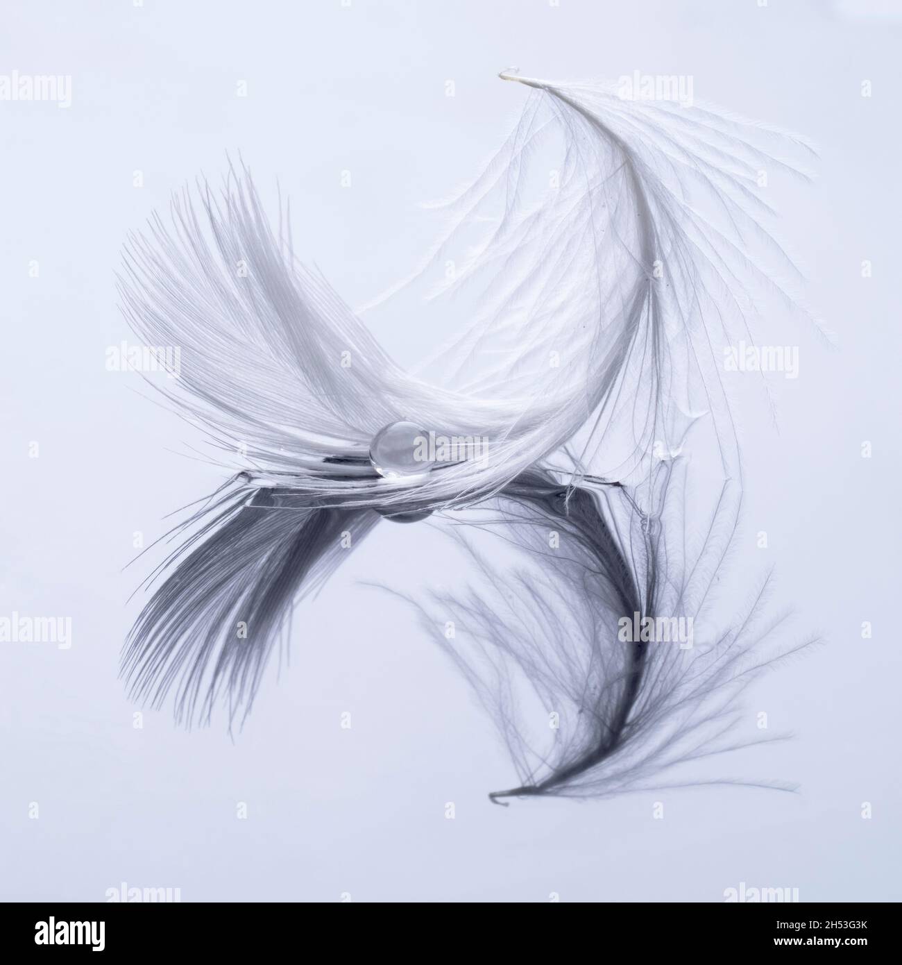 Weiße Feder mit Wassertropfen und Spiegelung und Schatten. Künstlerisches Bild. Stockfoto