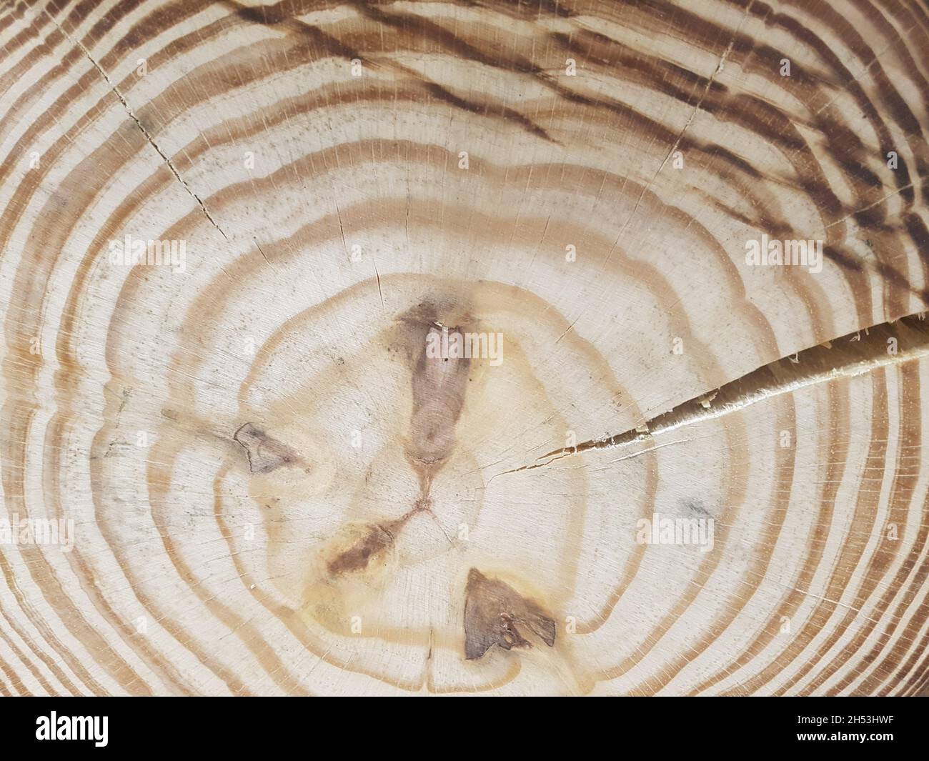 Stamm eines in zwei Hälften geschnittenen Baumes, Details der Holzoberfläche, Draufsicht, Vollbild. Stockfoto