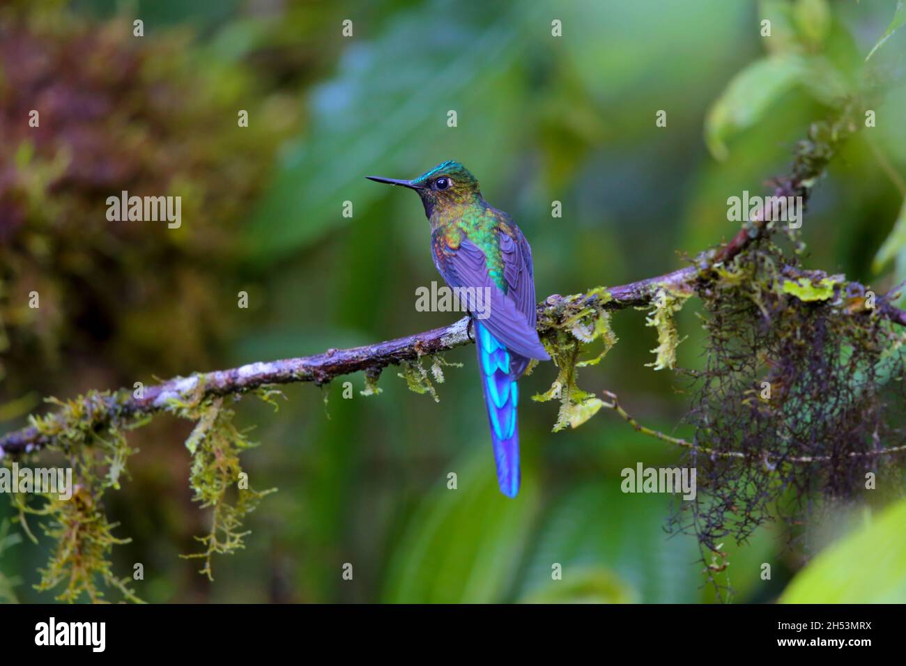 Ein erwachsener männlicher Violet-tailed sylph (Aglaiocercus coelestis) Kolibri, der auf einem Zweig in Ecuador, Südamerika, thront Stockfoto