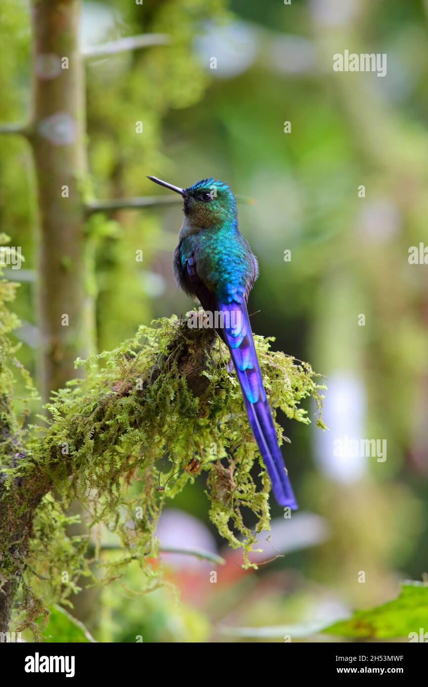 Ein erwachsener männlicher Violet-tailed sylph (Aglaiocercus coelestis) Kolibri, der auf einem Zweig in Ecuador, Südamerika, thront Stockfoto