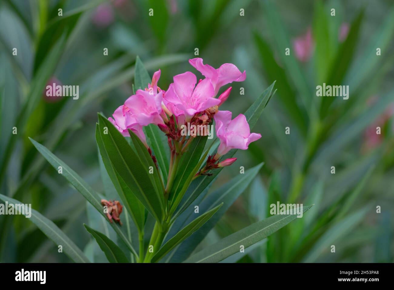 Nahaufnahme eines Nerium Oleander, allgemein bekannt als Oleander oder nerium, der normalerweise mit dem Mittelmeerbecken assoziiert wird. Stockfoto