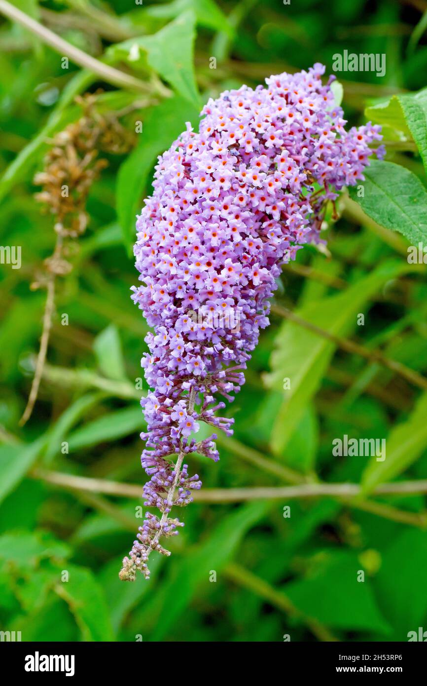 Buddleia oder Buddleja (buddleja davidii), auch bekannt als Butterfly Bush, Nahaufnahme eines einzelnen Blütenstachels in voller Blüte. Stockfoto