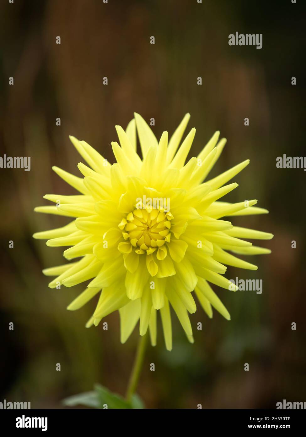 Einzelne Blume von Dahlia 'Ruskin Limelight' vor dunklem Hintergrund Stockfoto