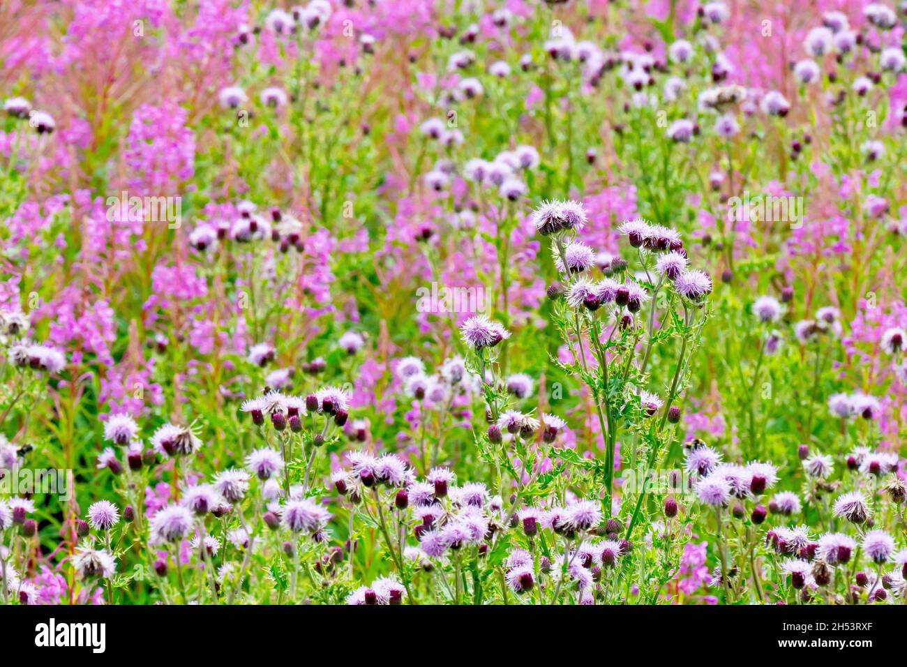 Ein Bild, das einen kleinen Abschnitt von rauem Boden mit wilden Blumen zeigt, mit Fokus auf schleichende Thistle (cirsium arvense). Stockfoto