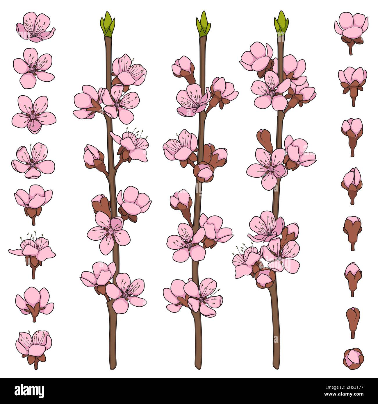 Satz von Farbbildern mit blühenden Frühlingszweigen. Isolierte Vektorobjekte auf weißem Hintergrund. Stock Vektor