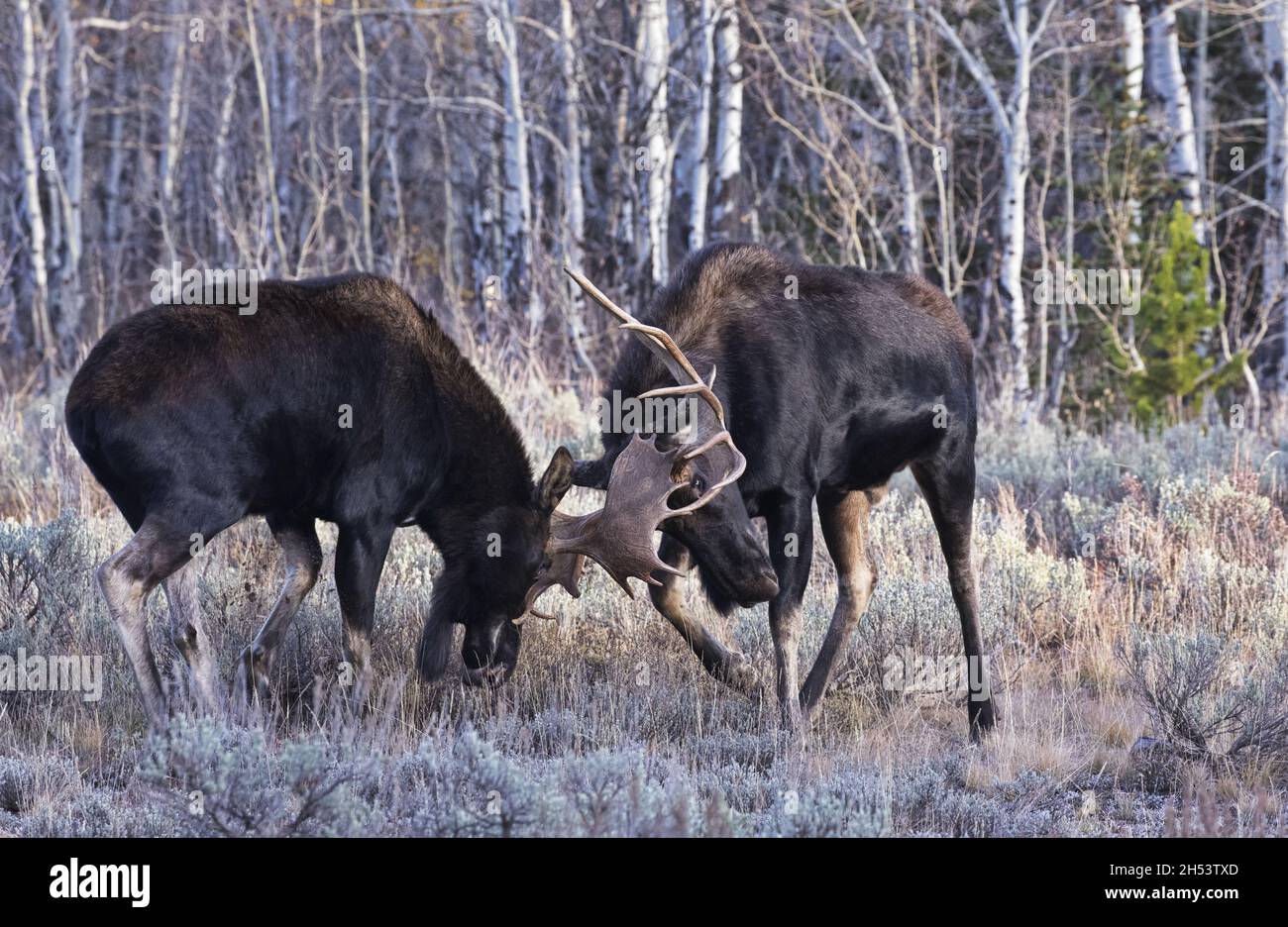 Geweihe treffen sich in der Schlacht von zwei männlichen Elchen auf einer Espenwaldwiese in Jackson, Wyoming, in der Nähe des Grand Teton National Park im Großraum Yellowstone Stockfoto
