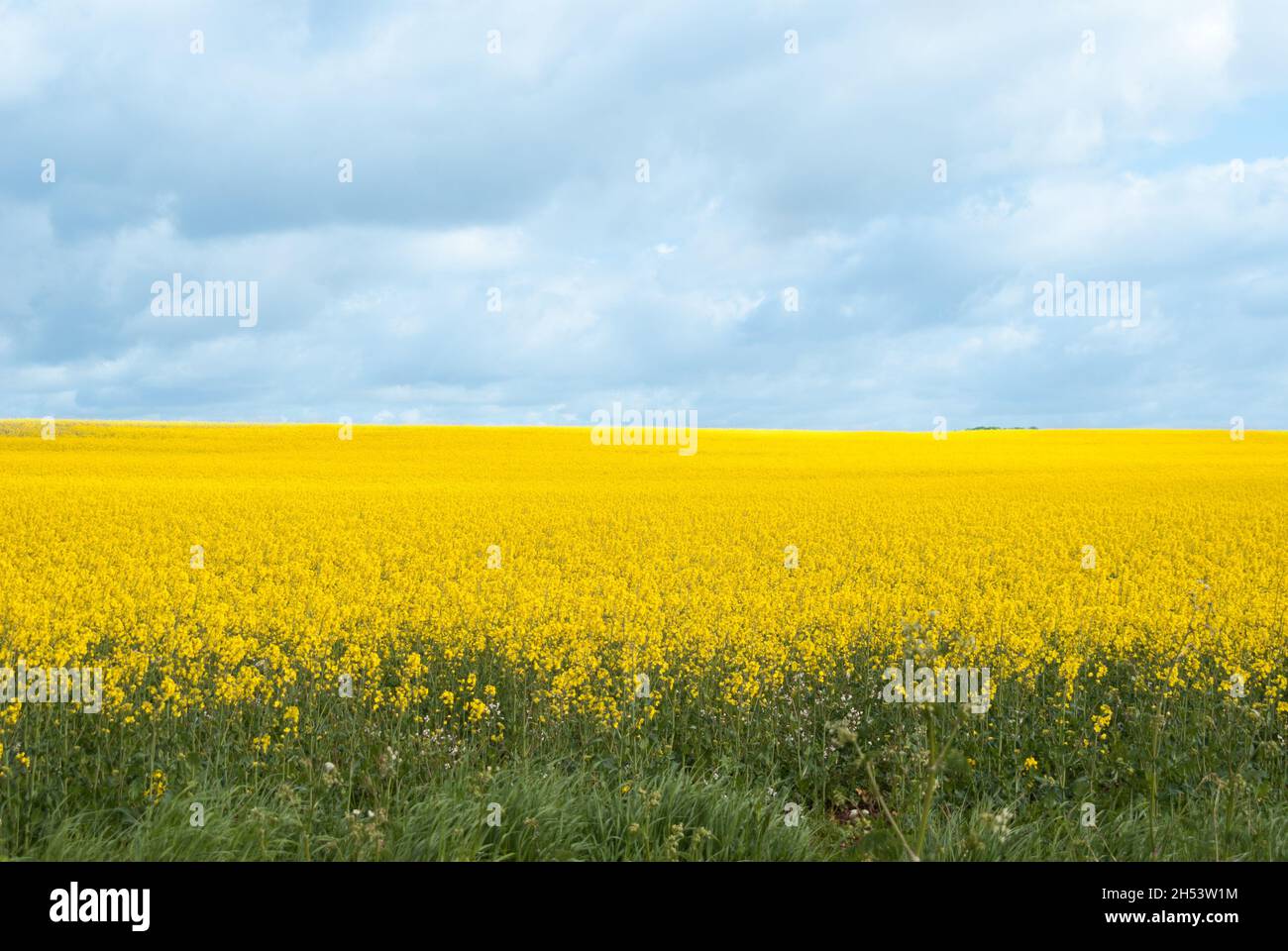 Feld voller gelber Blumen Stockfoto