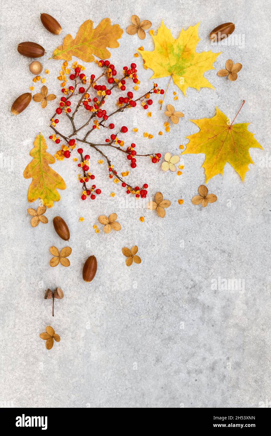 Dekoratives Herbstmotiv mit gefallenen Blättern, Eicheln und Lehmfrüchten auf grauem Hintergrund Stockfoto