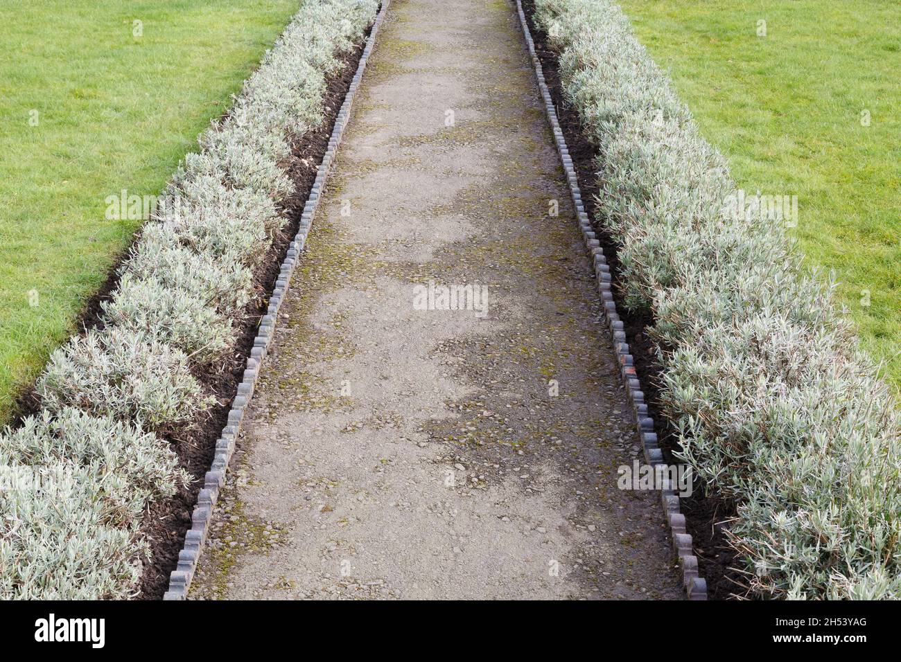 Gartenweg mit Rand und Zwerg-Lavendel-Ränder. Landschaftsgarten im Winter, Großbritannien Stockfoto