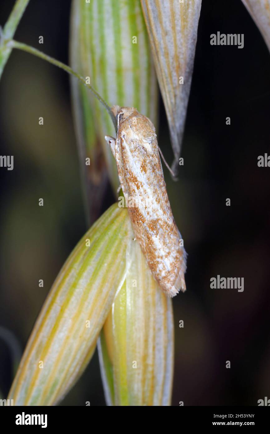 Cnephasia longana die allesfressende, blättrige Motte, langflügeliger Schatten oder Erdbeerfruchtschlange. Stockfoto